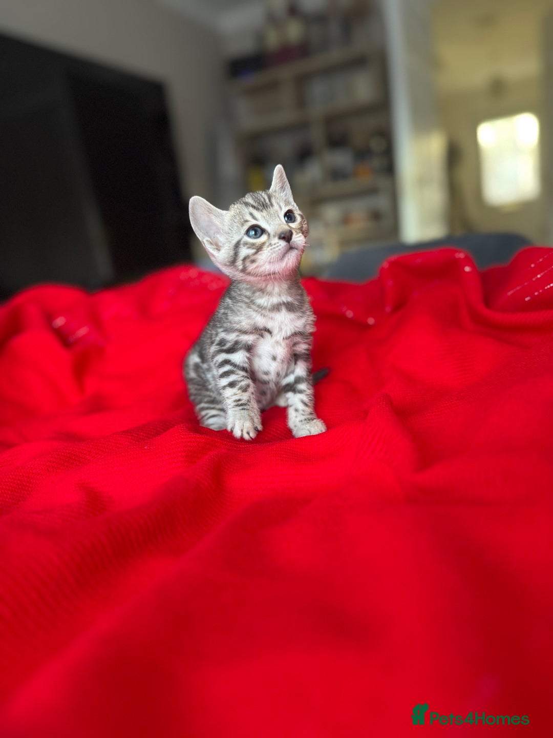 Bengal cats for sale: Purebred Bengal Kittens – Ready for Loving Homes - Advert 11