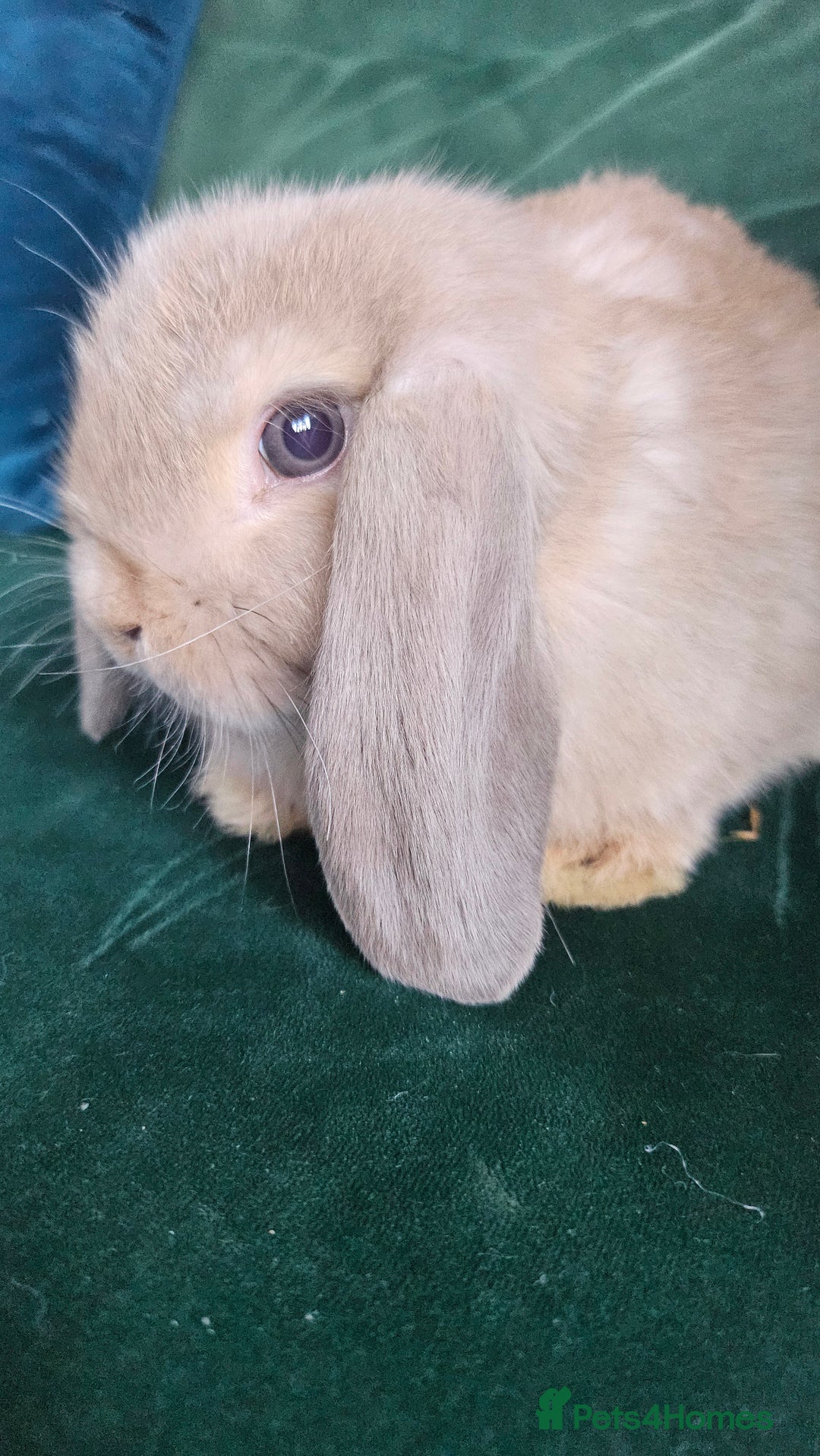 Mini Lop rabbits for sale: Ready to leave cuddly mini lops - Advert 15
