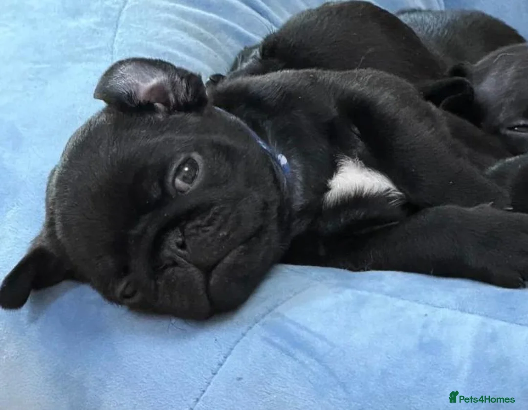 Pug dogs for sale: Little Pug Joy-Bundles with Energy to Share in Birmingham - Advert 2