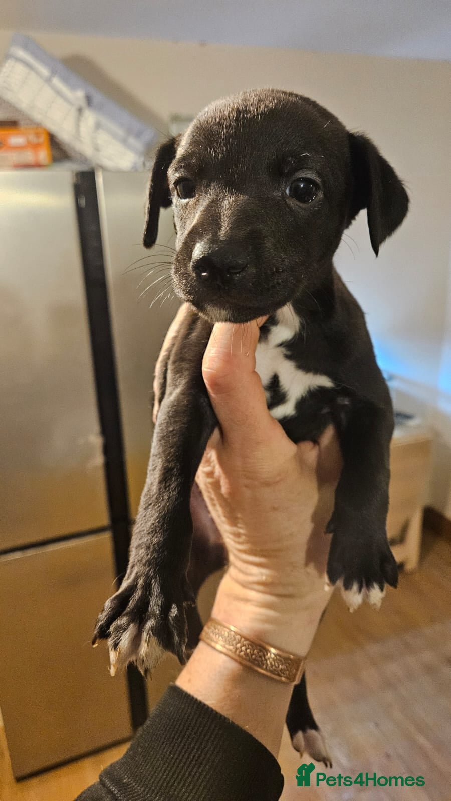 Whippet dogs Champion KC whippet puppies  - Advert 3