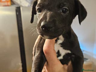 Whippet dogs Champion KC whippet puppies - Advert 4