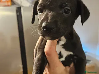 Whippet dogs Champion KC whippet puppies READY THIS WEEKEND - Advert 7