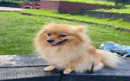 Pomeranian dogs for sale: Bonnie the Pomeranian - Image 2
