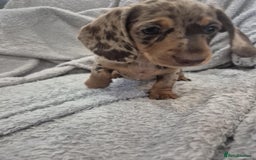 Miniature Dachshund dogs for sale: Kc dachshund babies ready next week - Image 17