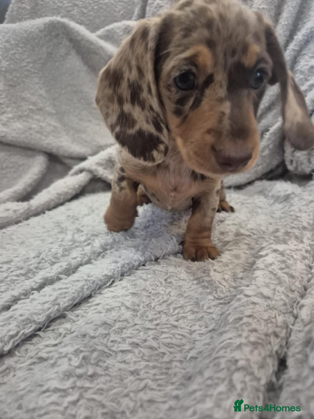 Miniature Dachshund dogs for sale: Kc dachshund babies ready next week - Image 17