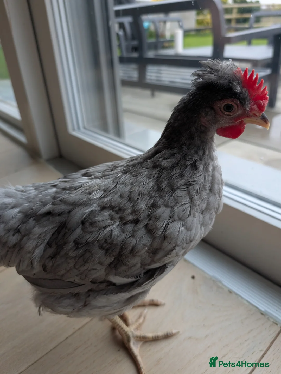 Chickens poultry for sale: Lavender Olive egger & cream legbar cockeral - Advert 2