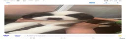 Saint Bernard dogs for sale: Beautiful saint Bernard litter *3 left see video - Advert 4