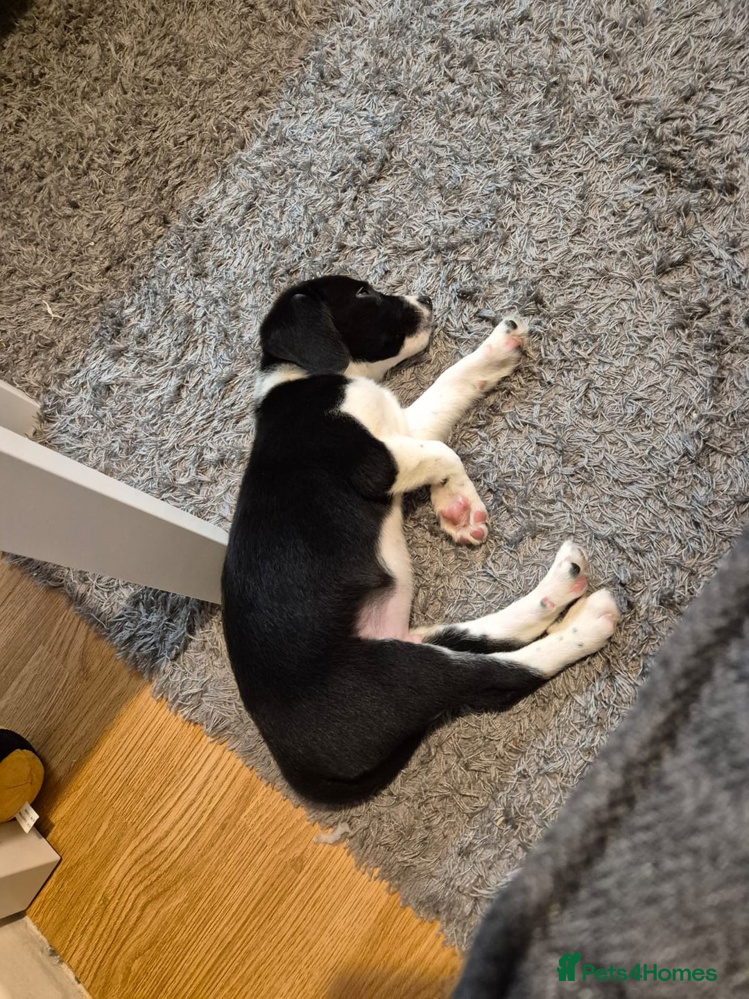 Sprollie dogs for sale: 11 week old male Sprollie - Image 3