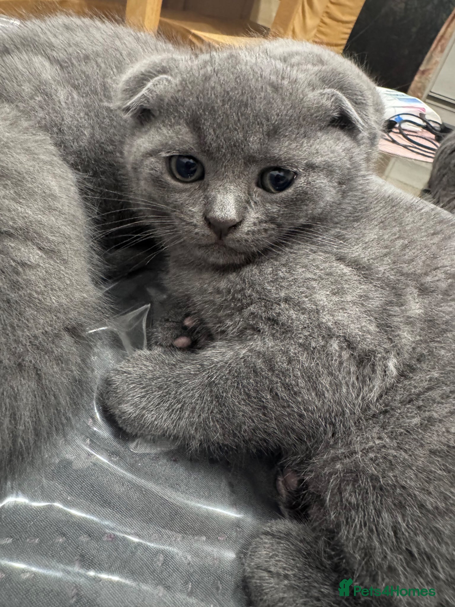 Brazilian Shorthair cats British Shorthair Kitten  - Advert 2