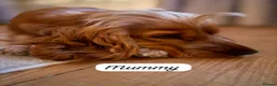 Cocker Spaniel dogs for sale: Beautiful Show Cocker Spaniels  - Advert 12