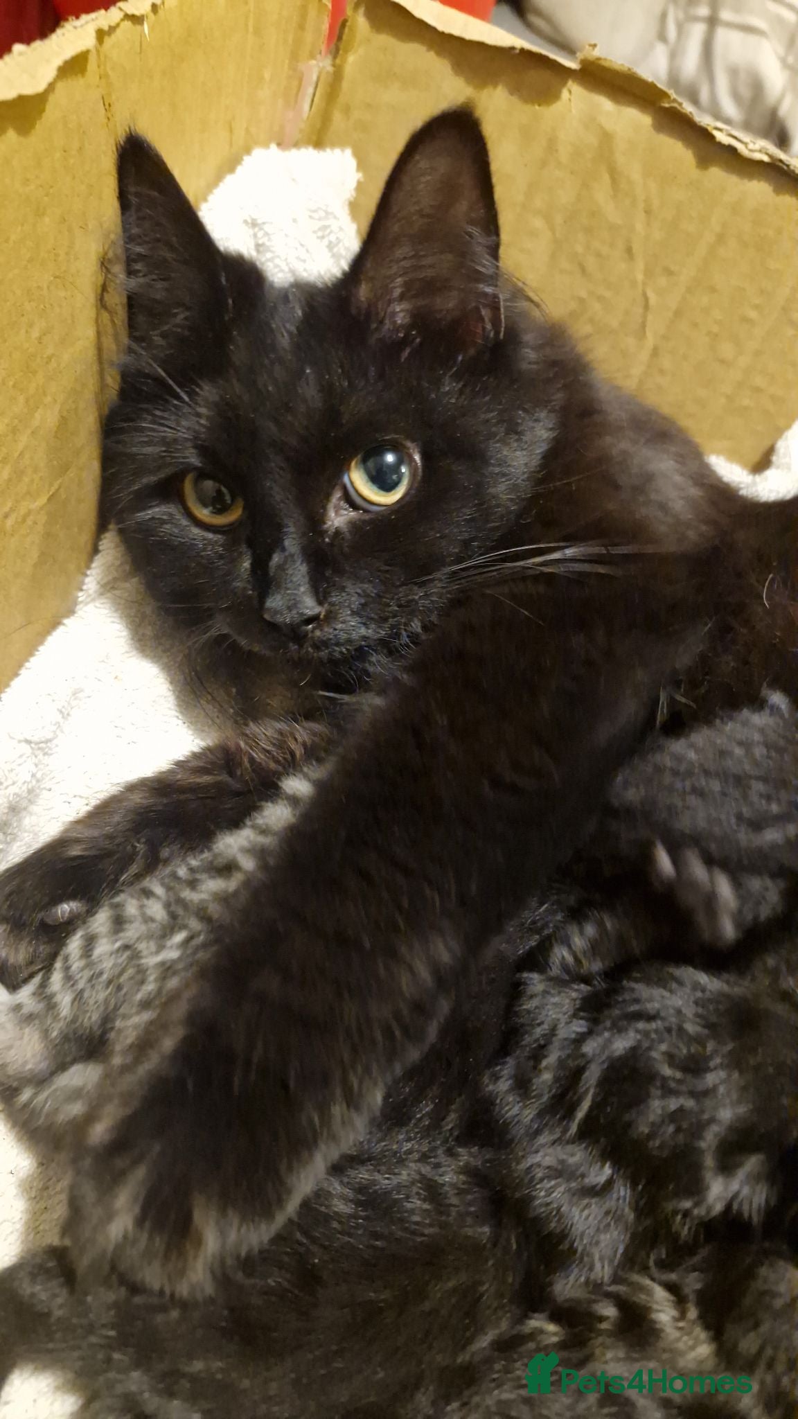 Mixed Breed cats Long hair? 1/4 mainecoon kittens  - Advert 17