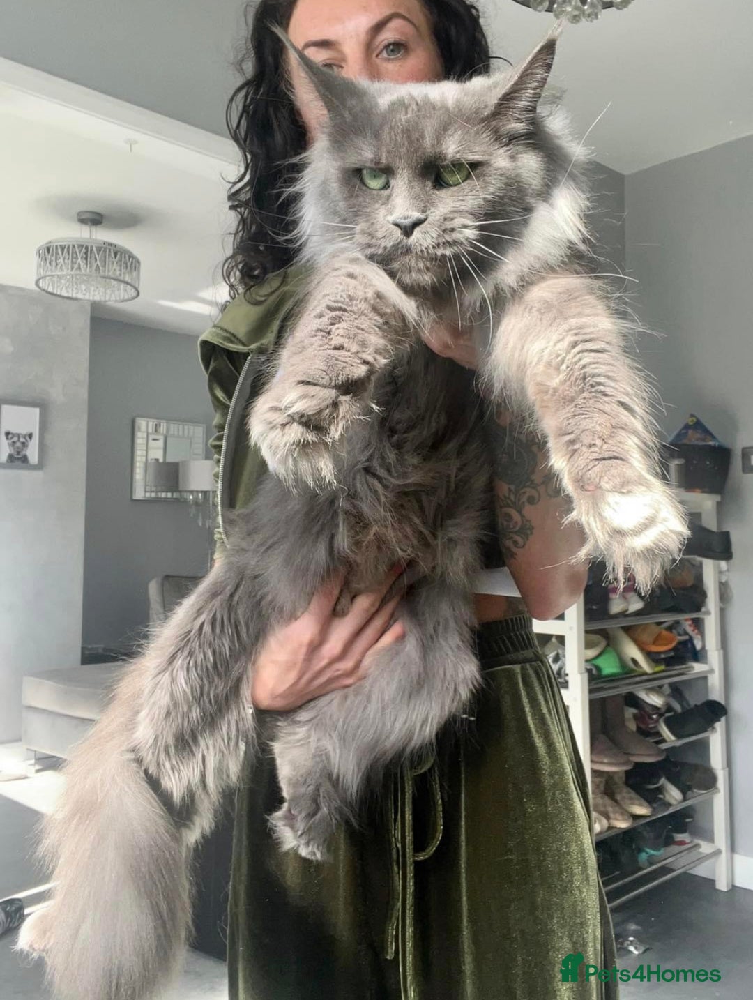 Maine Coon cats for sale: Russian Import Maine Coon Kittens  - Advert 9