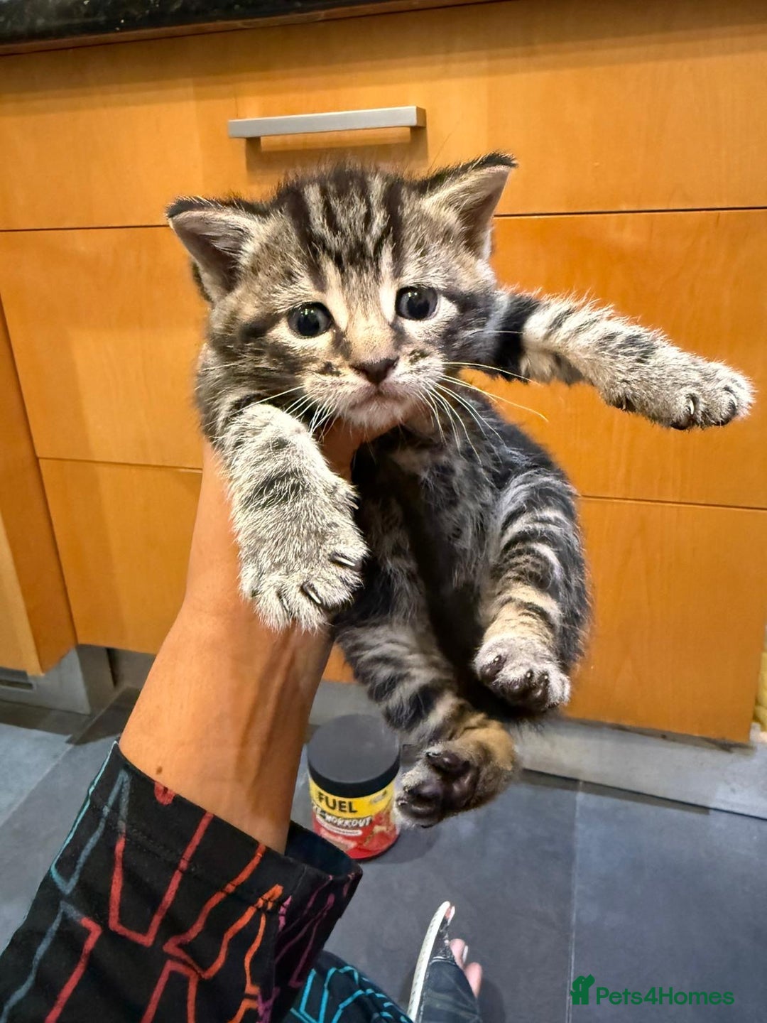 Mixed Breed cats for sale: Three Sweet Kittens Ready for a Loving Home - Image 3