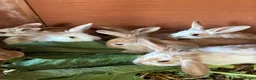Mixed Breed rabbits for sale: Cute Bunnies - Advert 5