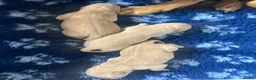 Labrador Retriever dogs for sale: Stunning KC Registered Champion line Puppies  - Advert 35