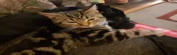 Bengal cats for sale: Bengal X kittens both parents owned by seller - Advert 9