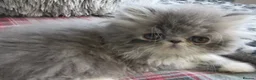 Persian cats for sale: Adorable female Persian kittens - Advert 4