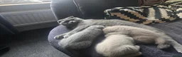 British Shorthair cats for sale: 2 British Blue / Scottish Fold kittens - Advert 1
