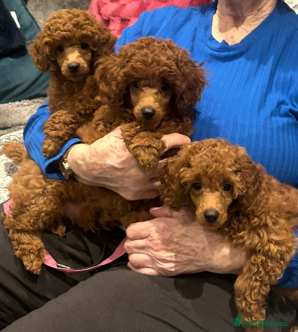Miniature Poodle dogs Exceptional miniature poodle  - Advert 2