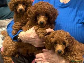 Miniature Poodle dogs Exceptional miniature poodle - Advert 2