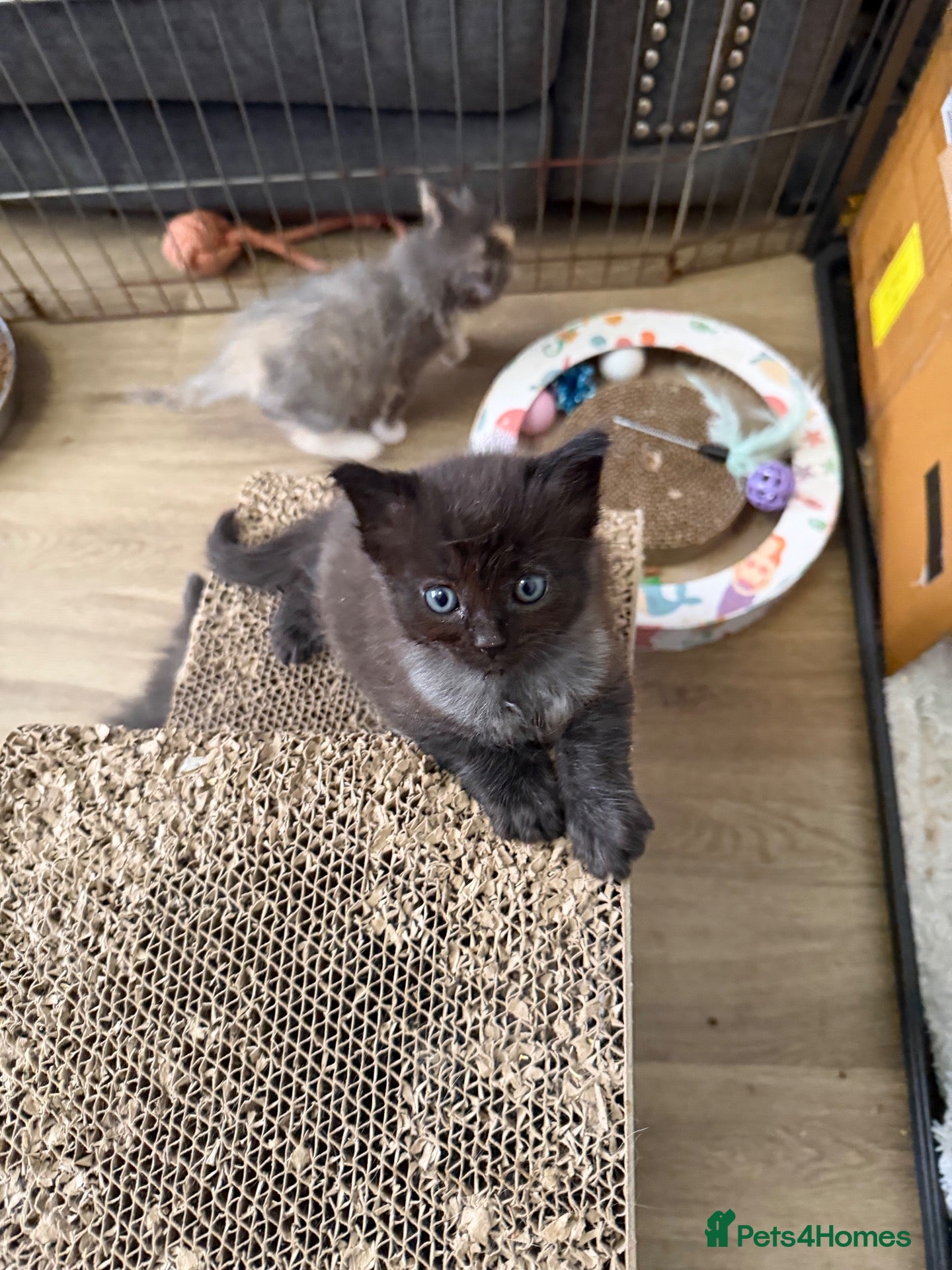 Ragdoll cats Half Ragdoll kittens 1 LEFT - Advert 8