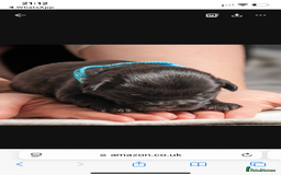 Mixed Breed dogs for sale: 6 Gorgeous Shorkie’s ready 20/12/025 - Advert 18