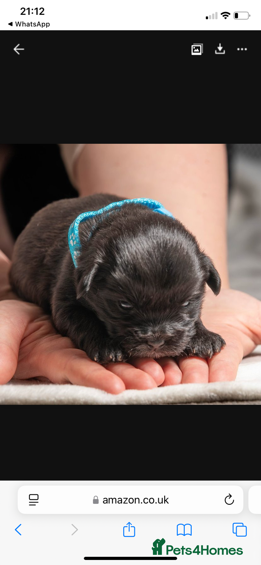 Mixed Breed dogs for sale: 6 Gorgeous Shorkie’s ready 20/12/025 - Advert 18