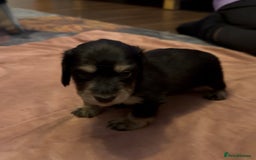 Miniature Dachshund dogs for sale: Long haired miniature dachshunds  - Image 6