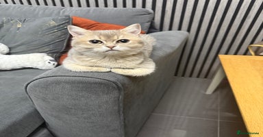 British Shorthair cats - Advert 11
