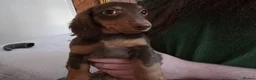 Miniature Dachshund dogs for sale: Beautiful Girls needing a forever home. - Advert 4