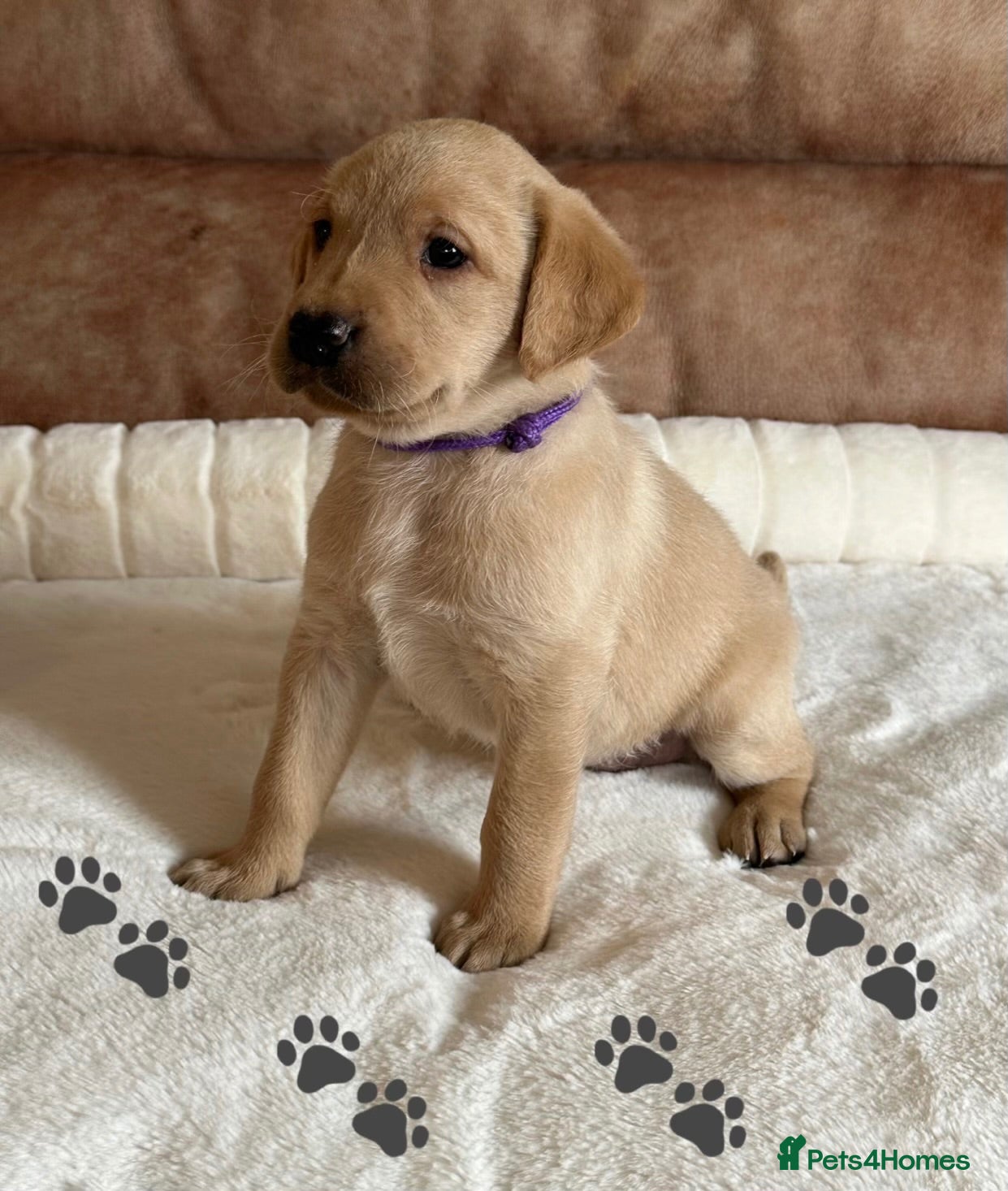 Labrador Retriever dogs * KC Reg Health Tested Puppies *  - Advert 14