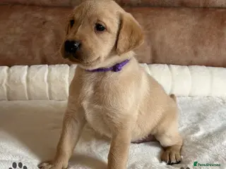 Labrador Retriever dogs * KC Reg Health Tested Puppies * - Advert 14