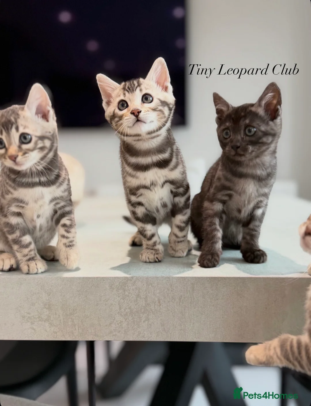 Bengal cats for sale: Rare Pedigree Blue and Silver Bengals - Advert 2