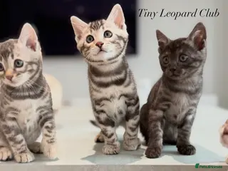 Bengal cats Rare Pedigree Blue and Silver Bengals - Advert 1