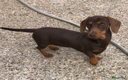 Miniature Dachshund dogs for sale: Choc/Tan 5* licenced breeder Miniature  Dachounds in Catterick Garrison - Image 3