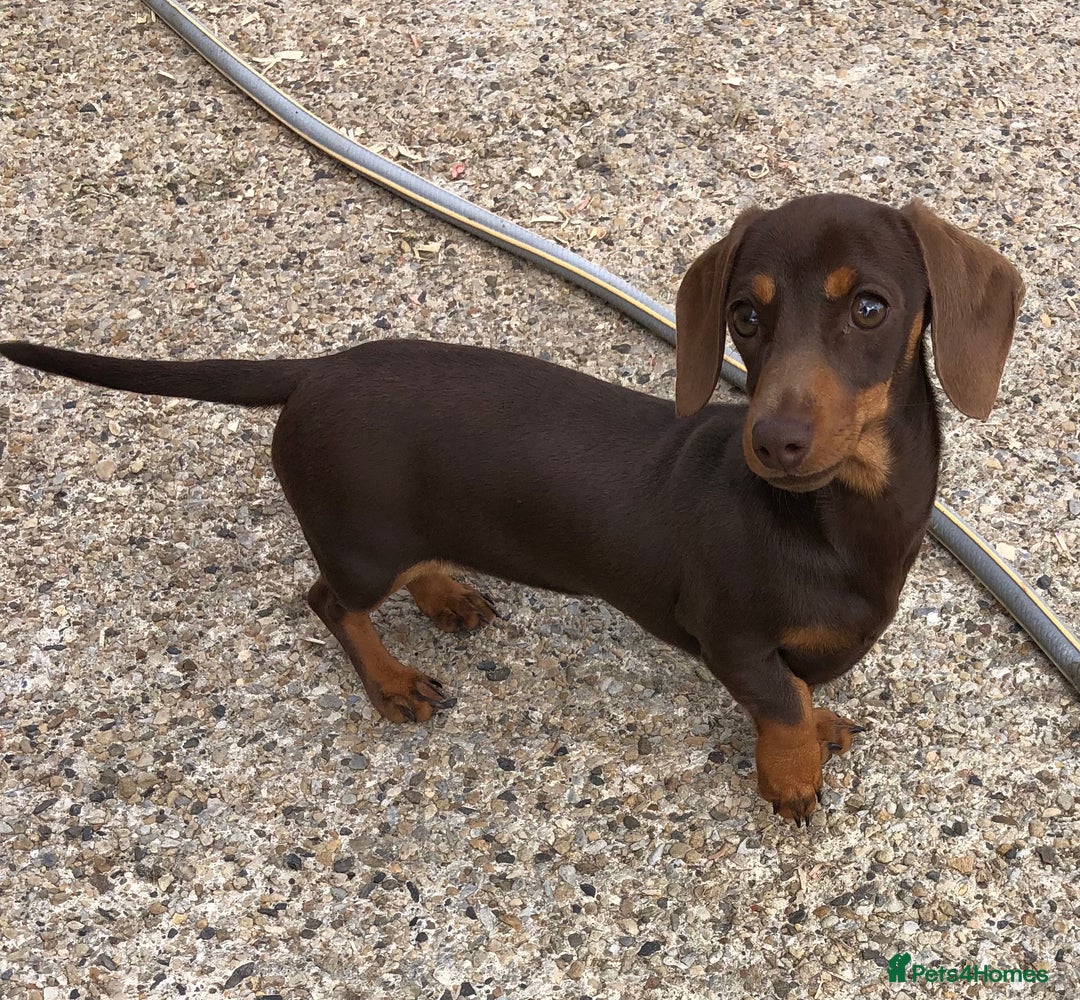 Miniature Dachshund dogs for sale: Choc/Tan 5* licenced breeder Miniature  Dachounds in Catterick Garrison - Image 3