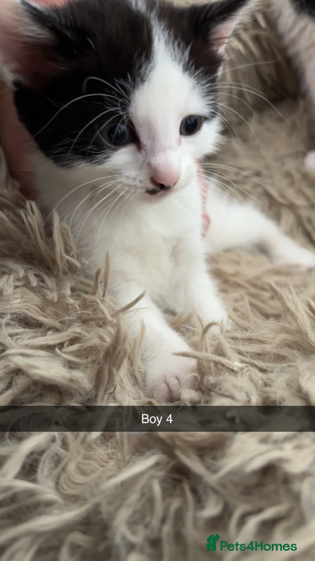 British Shorthair cats for sale: 4 BLACK AND WHITE BOYS READY NOW🖤🤍 - Advert 2
