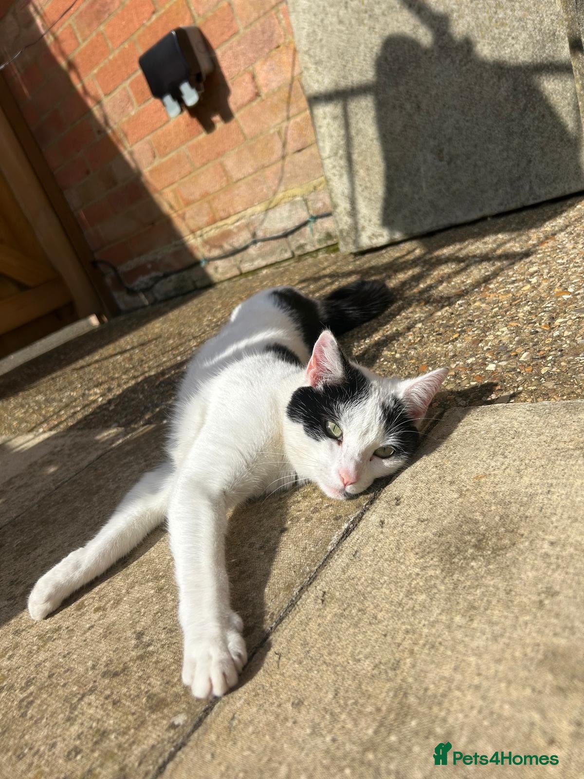 Domestic Shorthair cats Black, white and grey kittens - Advert 8