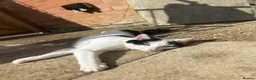 Domestic Shorthair cats for sale: Black, white and grey kittens - Advert 6