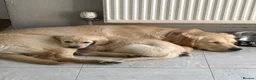 Golden Retriever dogs for sale: KC registered golden retriever puppies ready now. - Advert 16