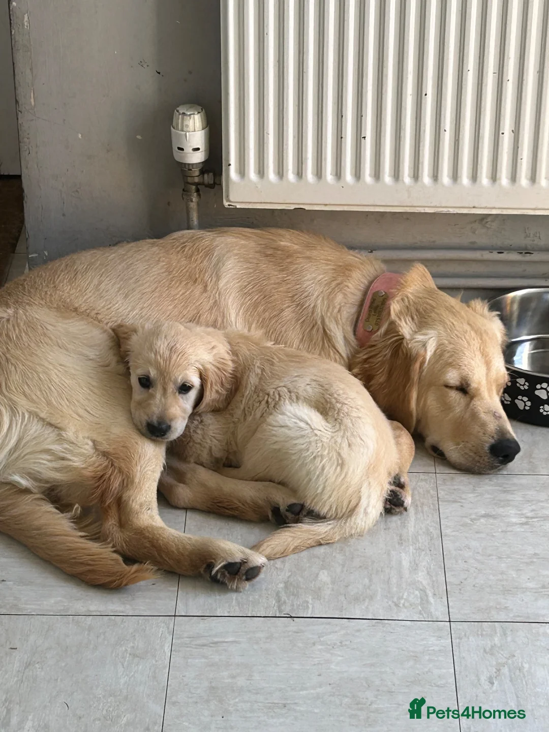 Golden Retriever dogs for sale: KC registered golden retriever puppies ready now. - Advert 16