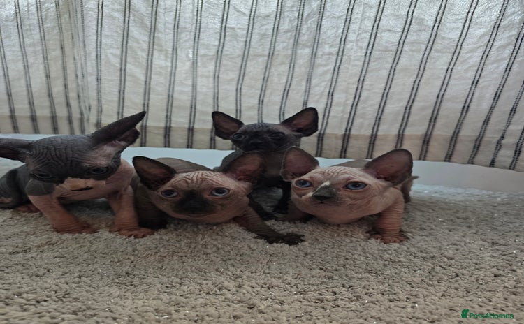 Sphynx cats - Advert 1