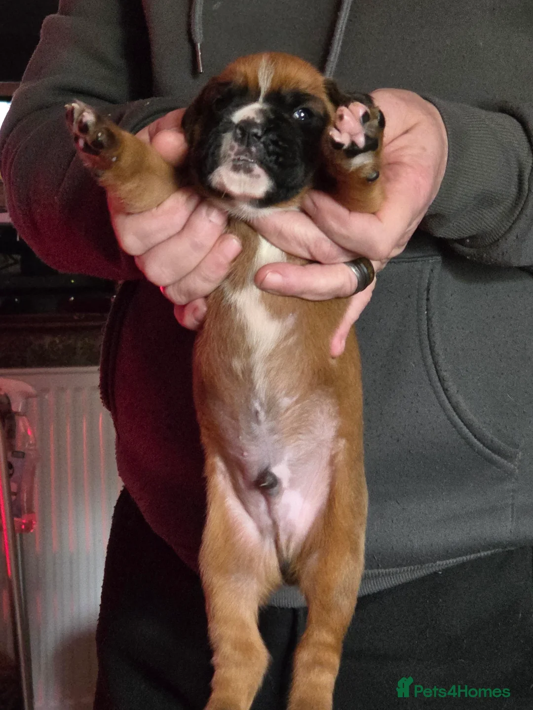 Boxer dogs for sale: Kc boxers puppies for sale - Advert 1