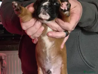 Boxer dogs Kc boxers puppies for sale - Advert 9