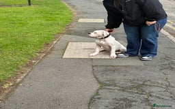 American Bulldog dogs for sale: Male American Bulldog  - Image 4