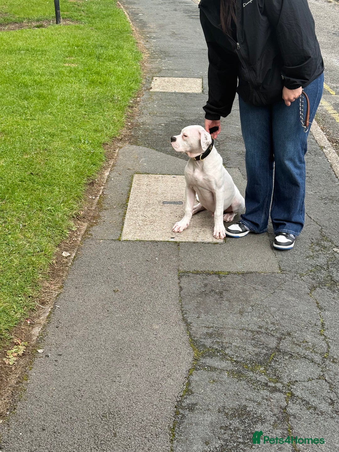 American Bulldog dogs for sale: Male American Bulldog  - Image 4
