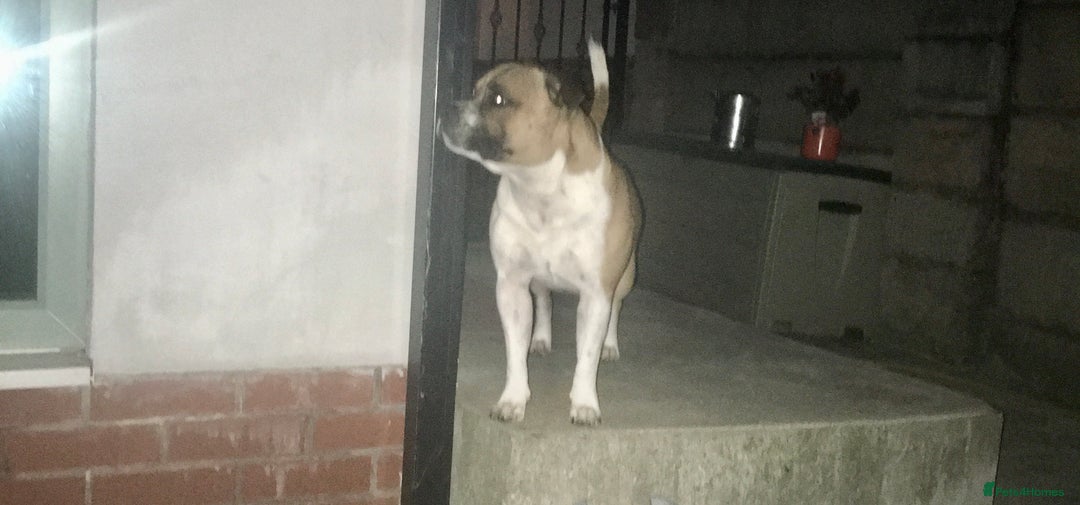 Staffordshire Bull Terrier dogs for stud: Proven Staffordshire Bull Terrier for Stud  - Image 33
