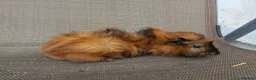 Guinea Pig rodents for sale: Baby guineas in Norwich - Advert 3