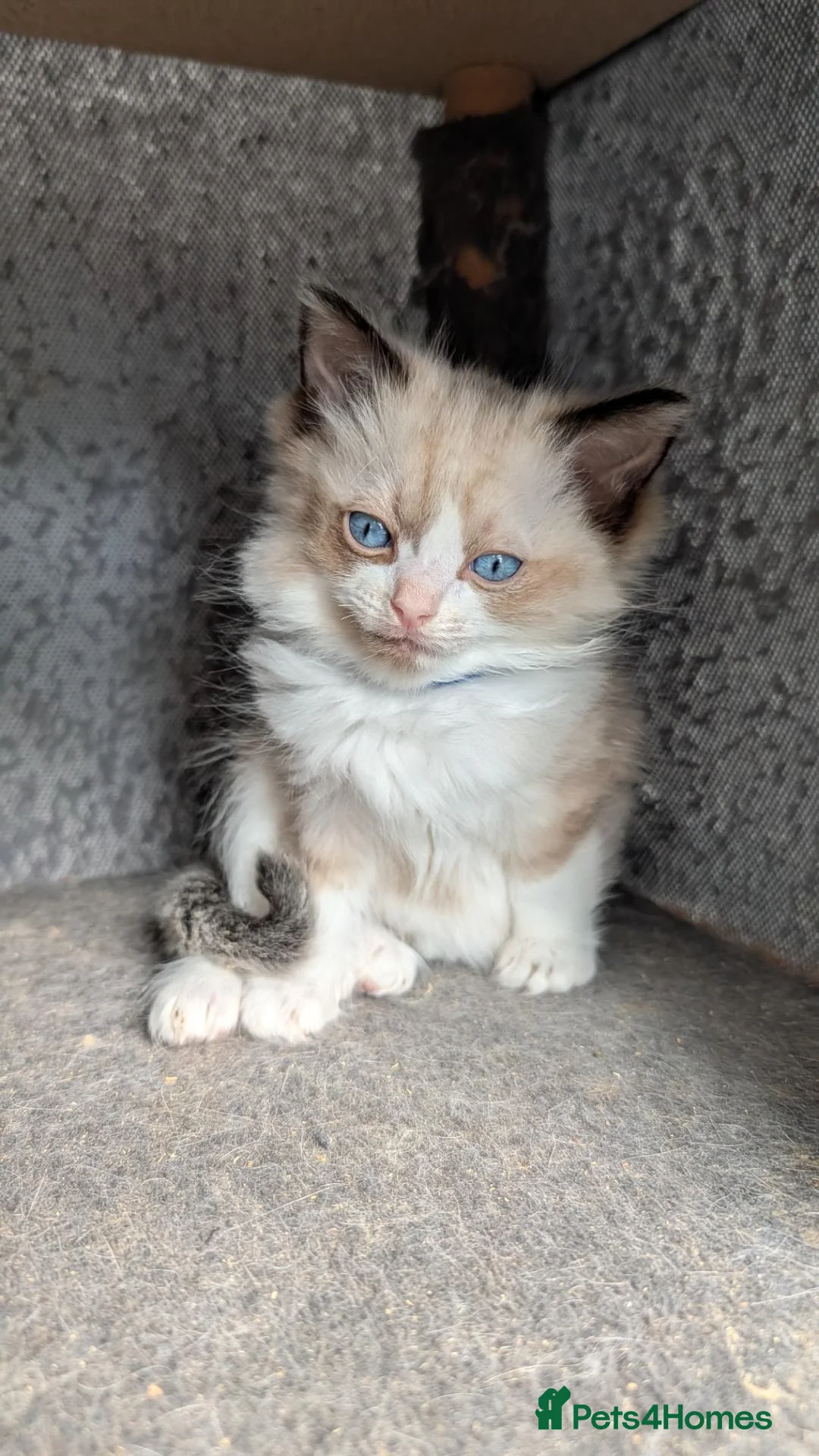 Ragdoll cats for sale: Gorgeous Male Ragdoll kitten Ready to leave - Advert 1