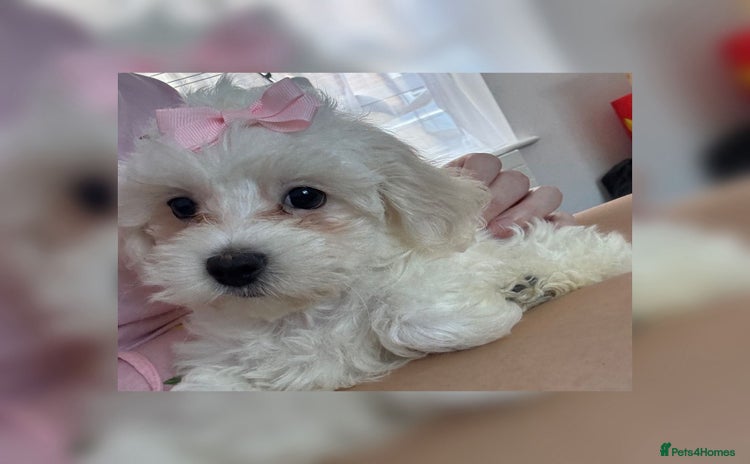 Maltese dogs - Advert 5